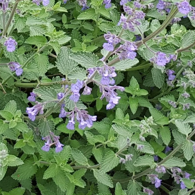 Nepeta x faassenii 'Walker's Low' Plants