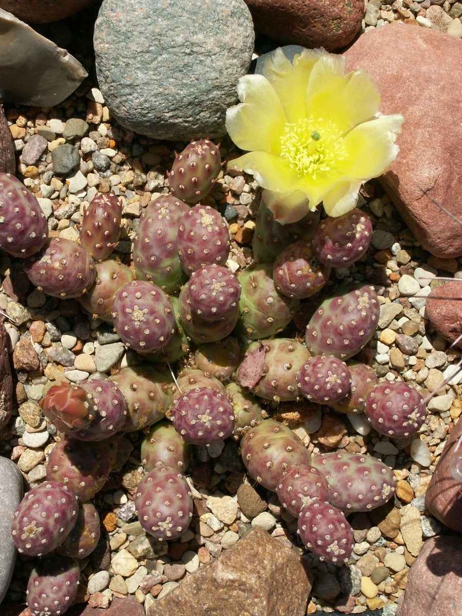 Opuntia fragilis 'Potato'