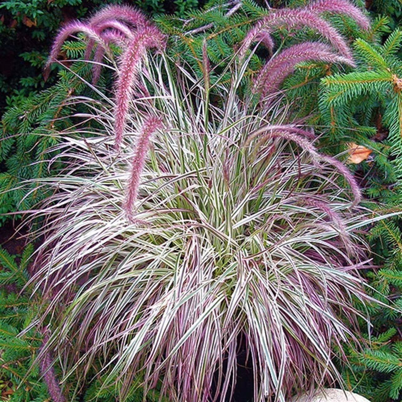 Pennisetum 'Cherry Sparkler' (Fountain Grass)