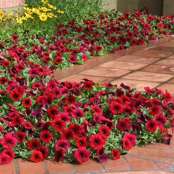 Petunia Easy Wave® Red Velour Plants