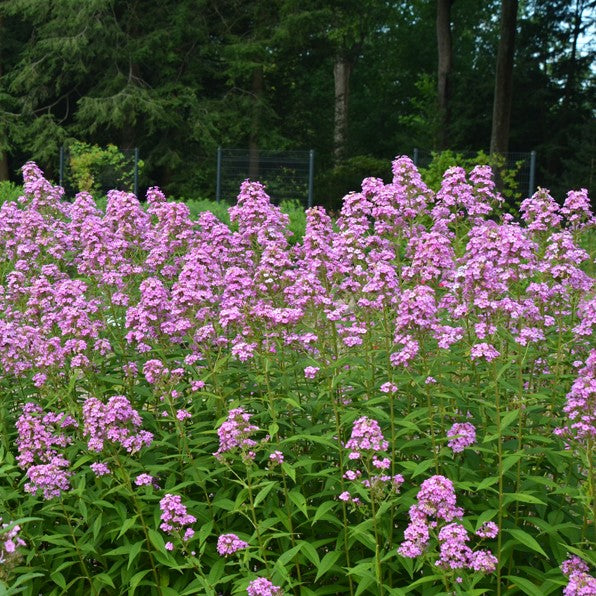 Phlox paniculata 'Jeana'