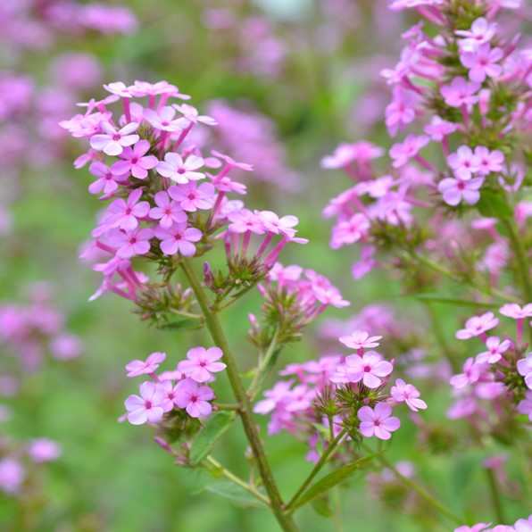 Phlox paniculata 'Jeana'