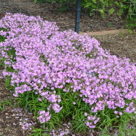 Phlox carolina spp carolina 'Kim'