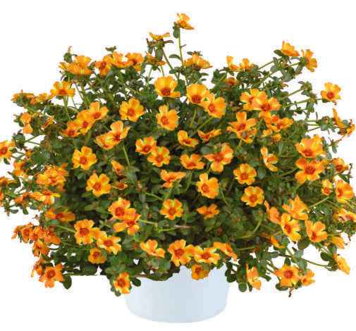 Portulaca oleracea Mega Pazzaz™ Mango Twist