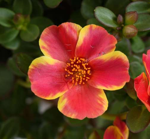 Portulaca Campino® Twist Red