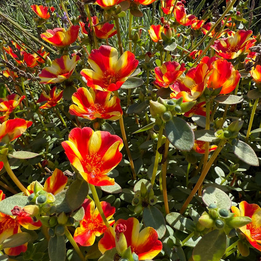 Portulaca oleracea Mega Pazzaz™ Papaya Twist
