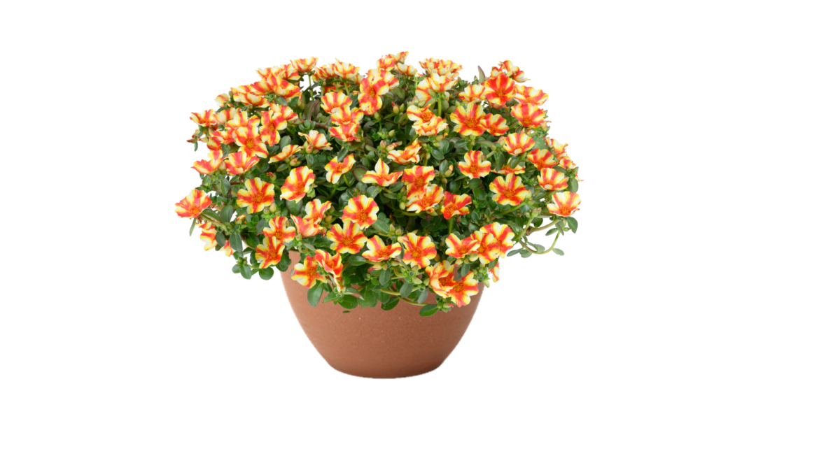 Portulaca oleracea Mega Pazzaz™ Papaya Twist