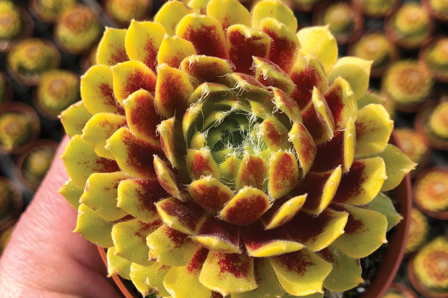 Sempervivum Colorockz® Lemon Flare
