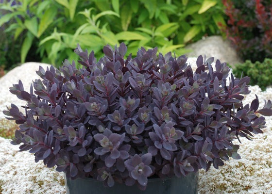 Sedum SunSparkler® Plum Dazzled