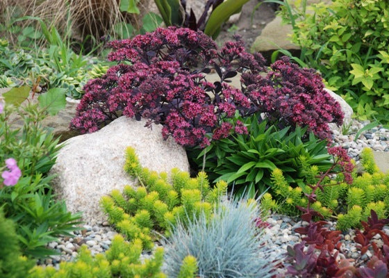 Sedum SunSparkler® Wild Fire