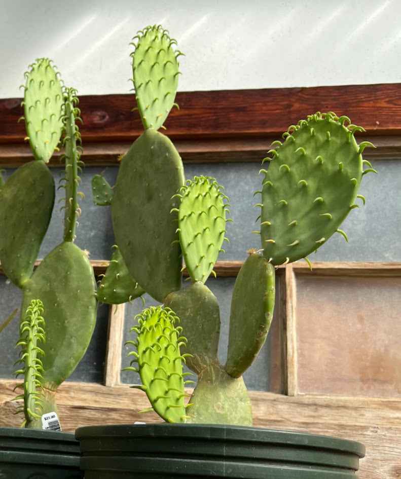 Opuntia cacanapa 'Ellisiana', Spineless Prickly Pear