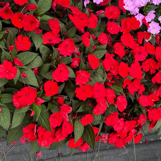 SunPatiens® 'Compact Deep Red' - Plants