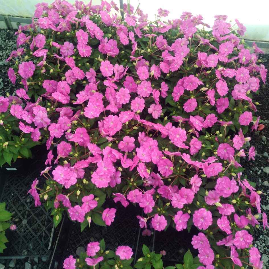 SunPatiens® 'Compact Hot Pink' - 6 Plug Plants