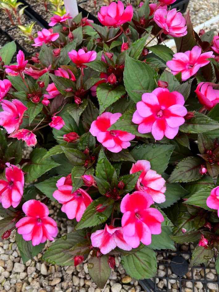 SunPatiens® 'Compact Red Candy' Plants