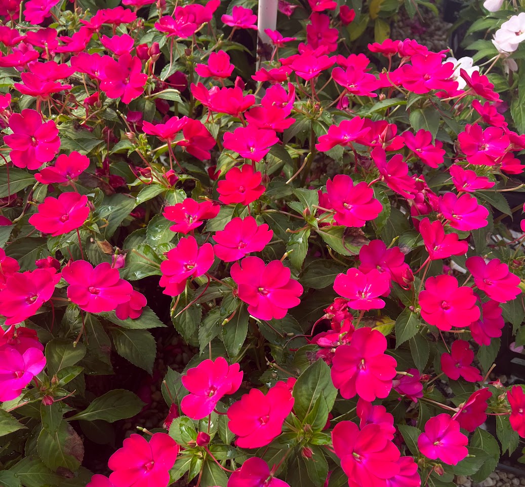 SunPatiens® 'Compact Rose Glow' Plants