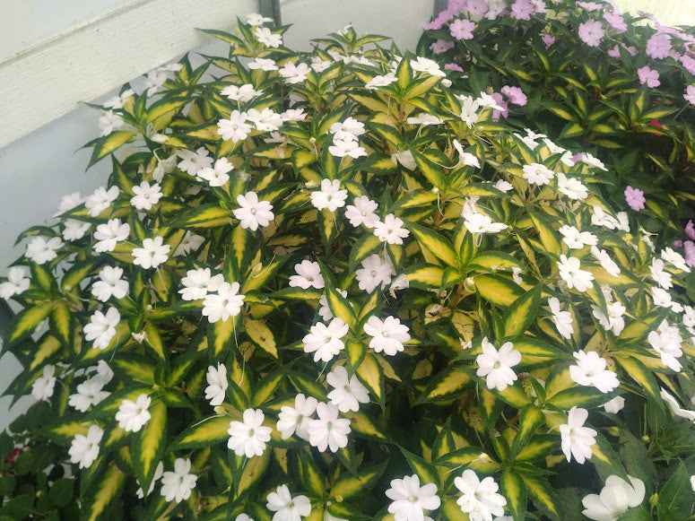 SunPatiens® 'Vigorous Tropical White' - 6 Plug Plants