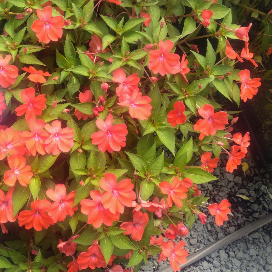 SunPatiens® 'Vigorous Corona' Plants