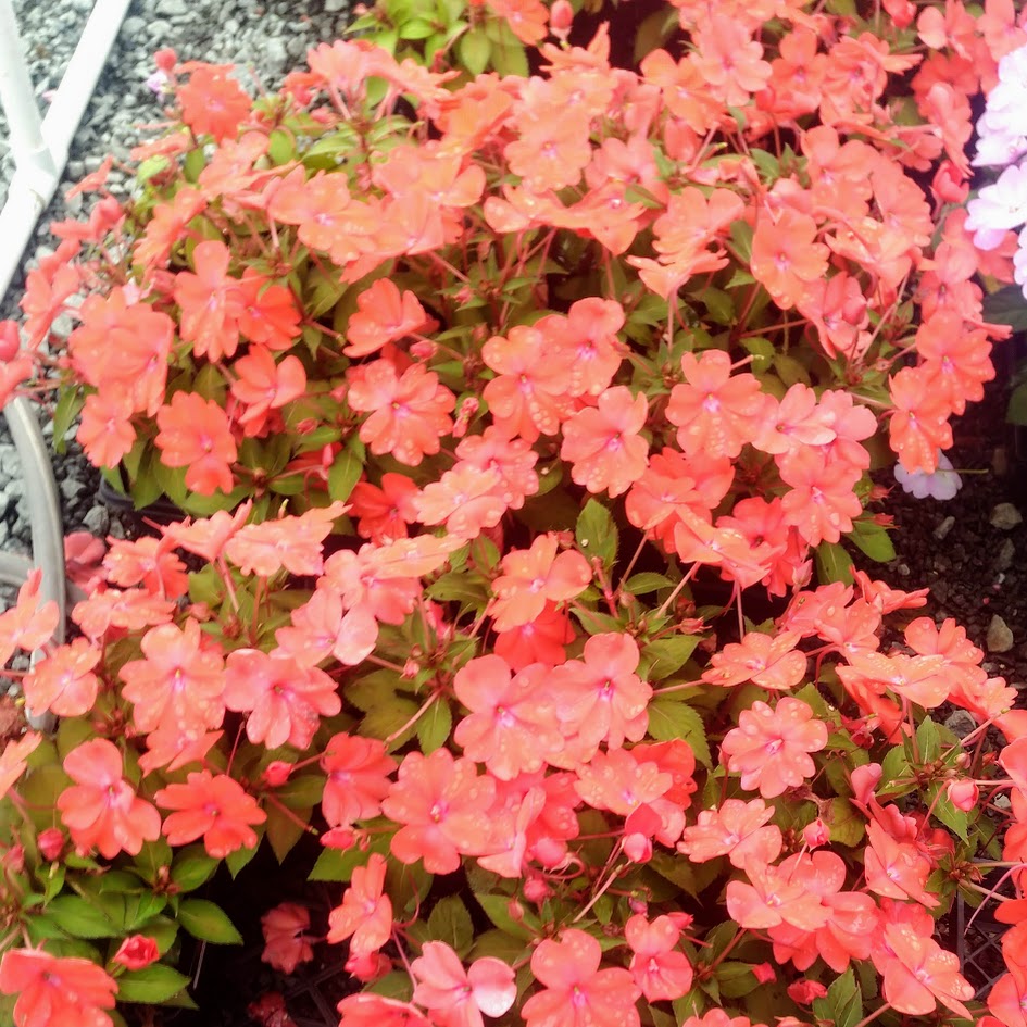 SunPatiens® 'Vigorous Corona' Plants