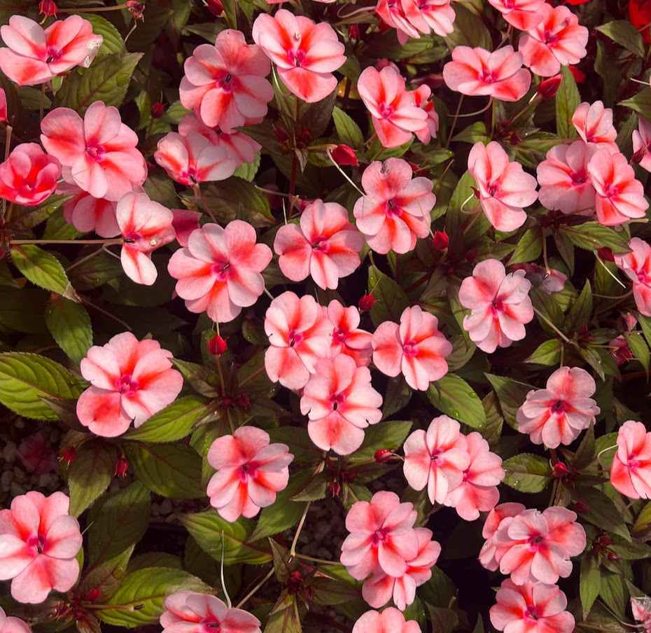 SunPatiens® 'Vigorous Peach Candy' - 6 Plug Plants