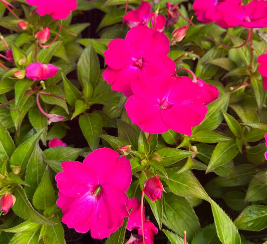 SunPatiens® 'Vigorous Rose Pink'