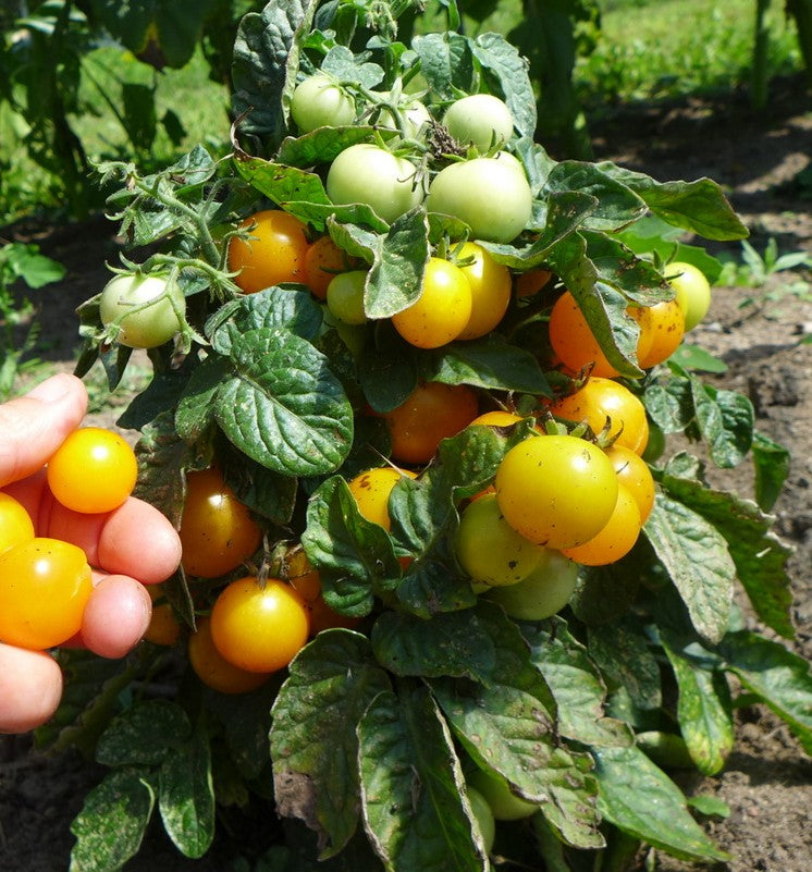 Tomato Microdwarf 'Pinocchio'