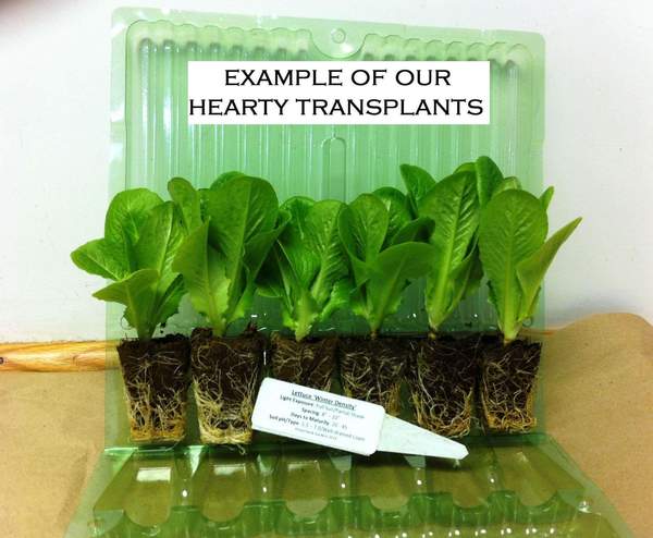 Lettuce 'Coastal Star' Plants