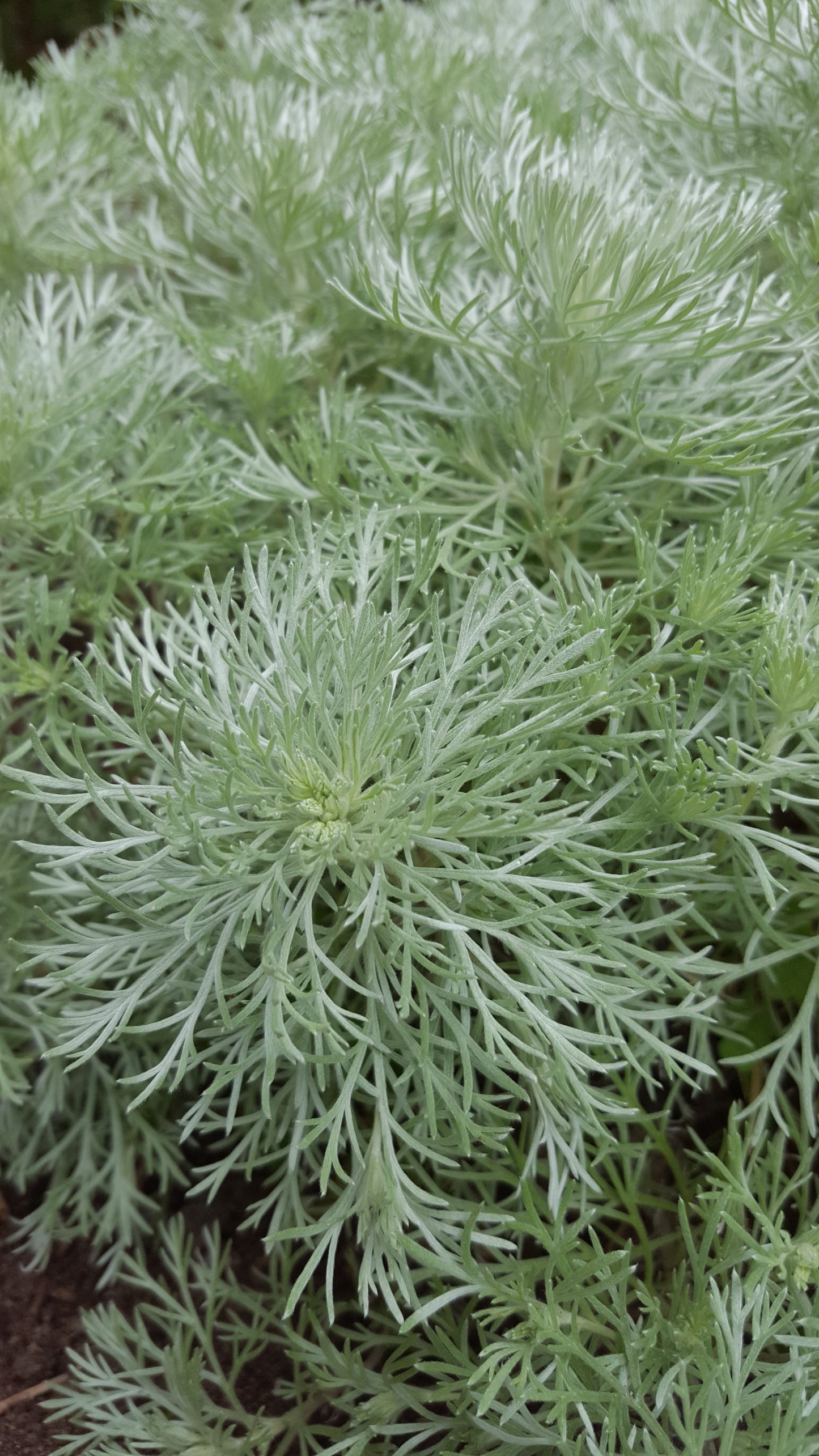 Artemisia 'Silver Mound' Plants