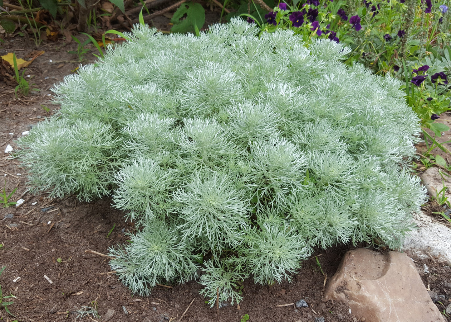 Artemisia 'Silver Mound' Plants