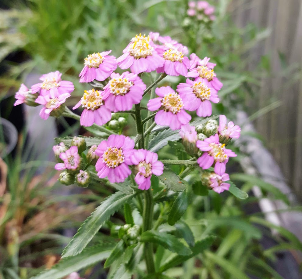 Achillea 'Love Parade' Plants