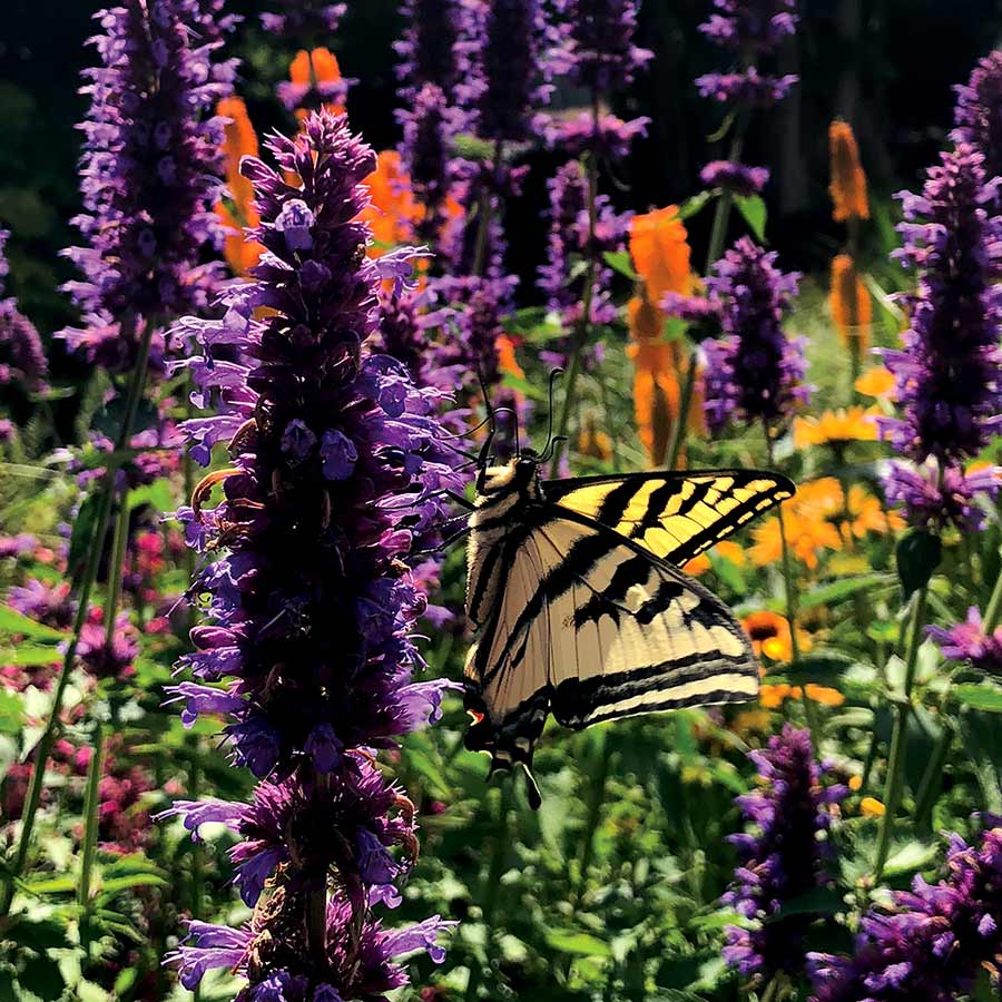 Agastache 'Blue Boa' - 1 Plant