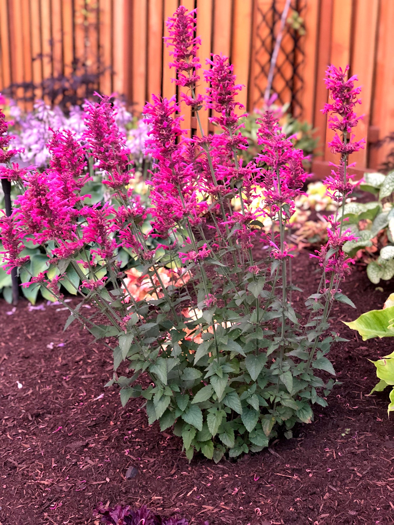 agastache rose mint seeds Agastache 'Morello' Plants – Streambank Gardens