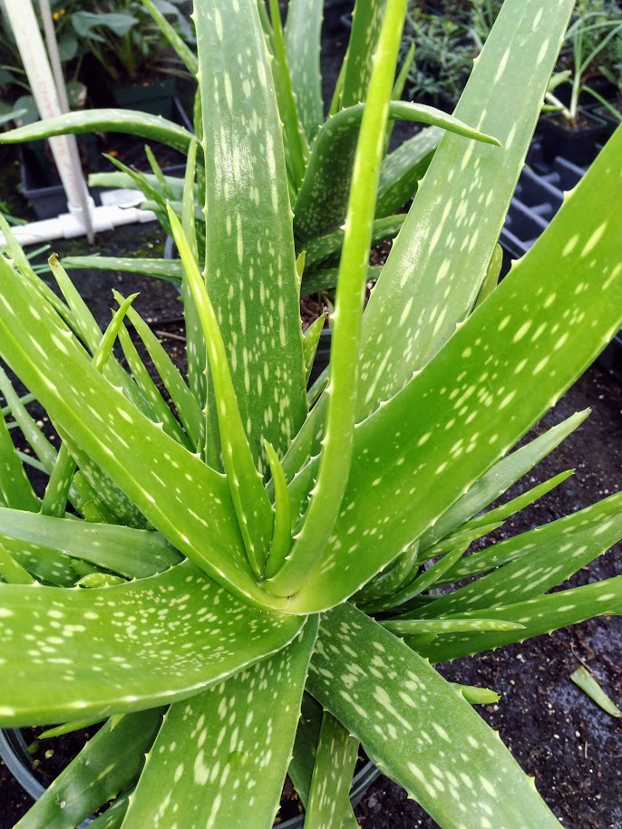 Aloe vera Plants For Sale