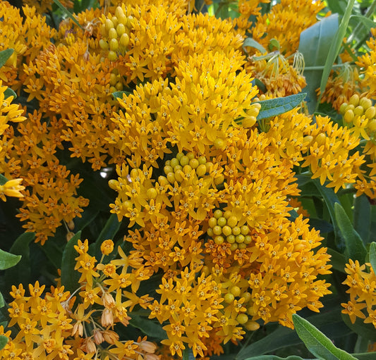 Asclepsias tuberosa - Butterfly Weed Plants