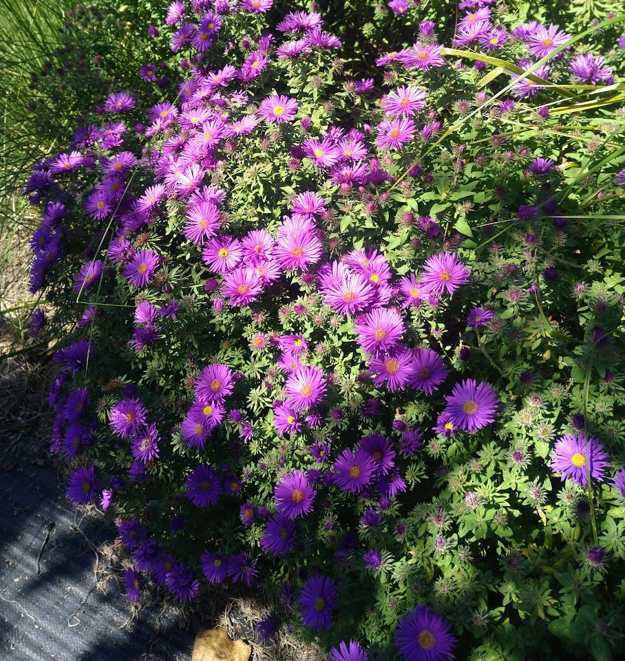 Aster 'Purple Dome' Plants