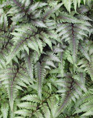 anthurium nip var pictum Athyrium niponicum var. Pictum Plants – Streambank Gardens