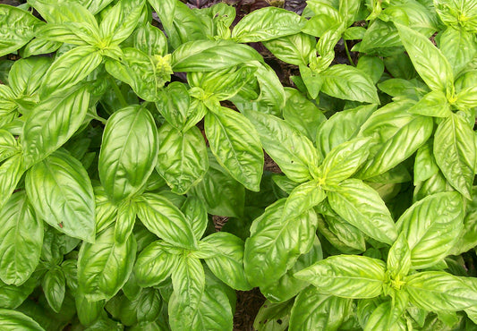 Genovese Sweet Basil Plants