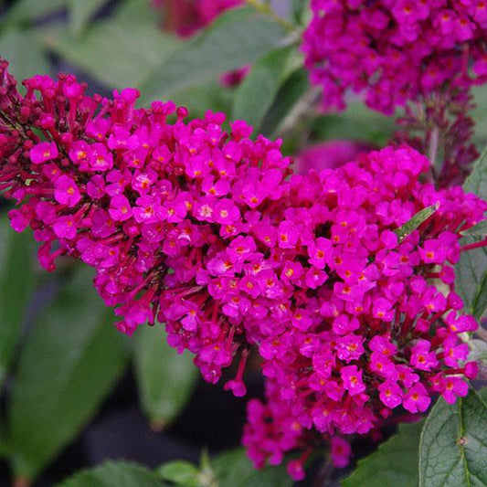 Buddleja Buzz® 'Hot Raspberry' Plants