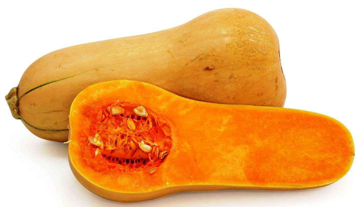 Squash 'Butternut' Plants