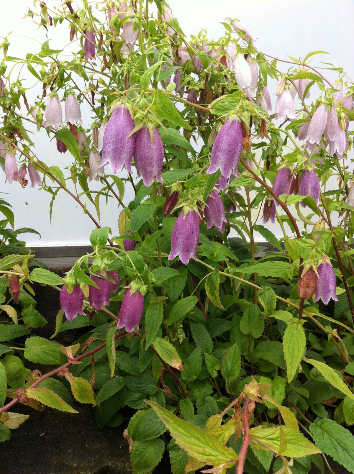 Campanula punctata 'Rubrifolia' Plants