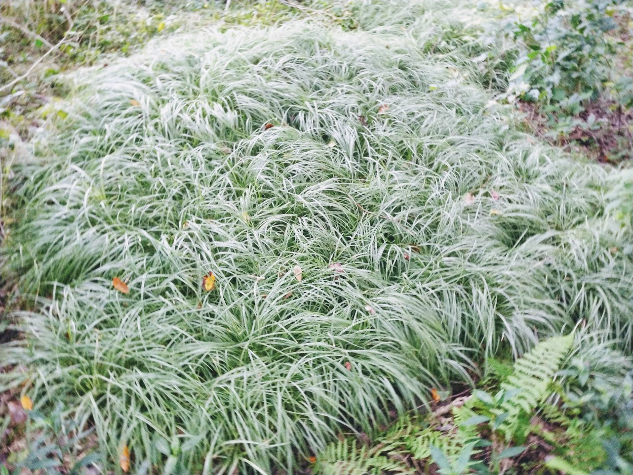 Carex morrowii 'Silver Sceptre' Plants