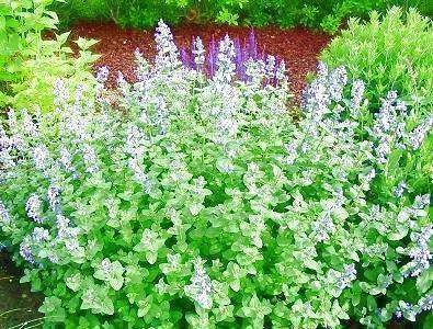 Catnip Plant (Nepeta cataria) - Streambank Gardens
