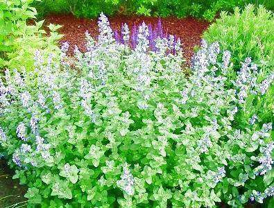 Catnip Plant (Nepeta cataria) - Streambank Gardens