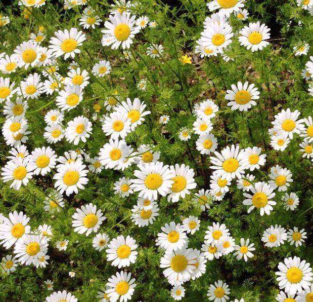 German Chamomile (Matricaria recuita) - Streambank Gardens
