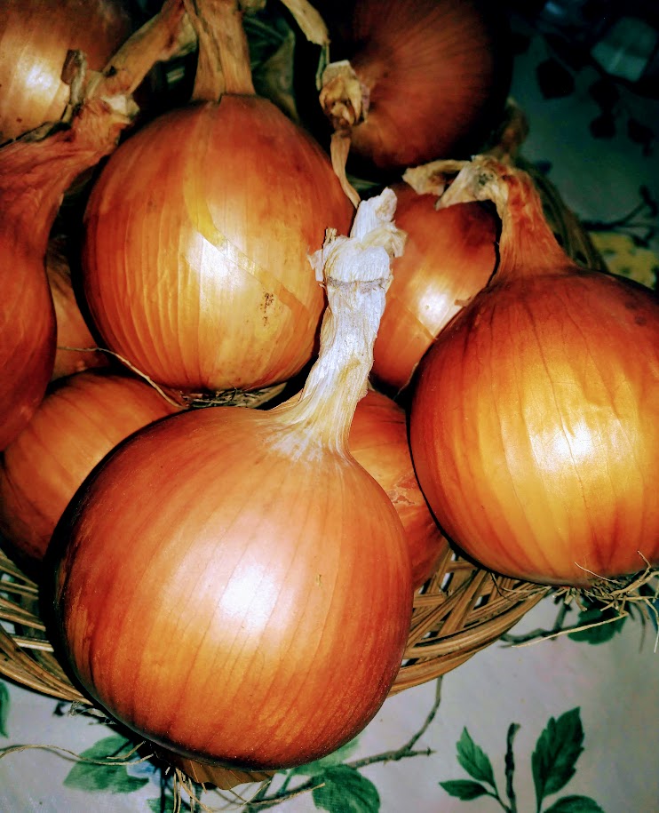 Onion 'Cortland' Plants