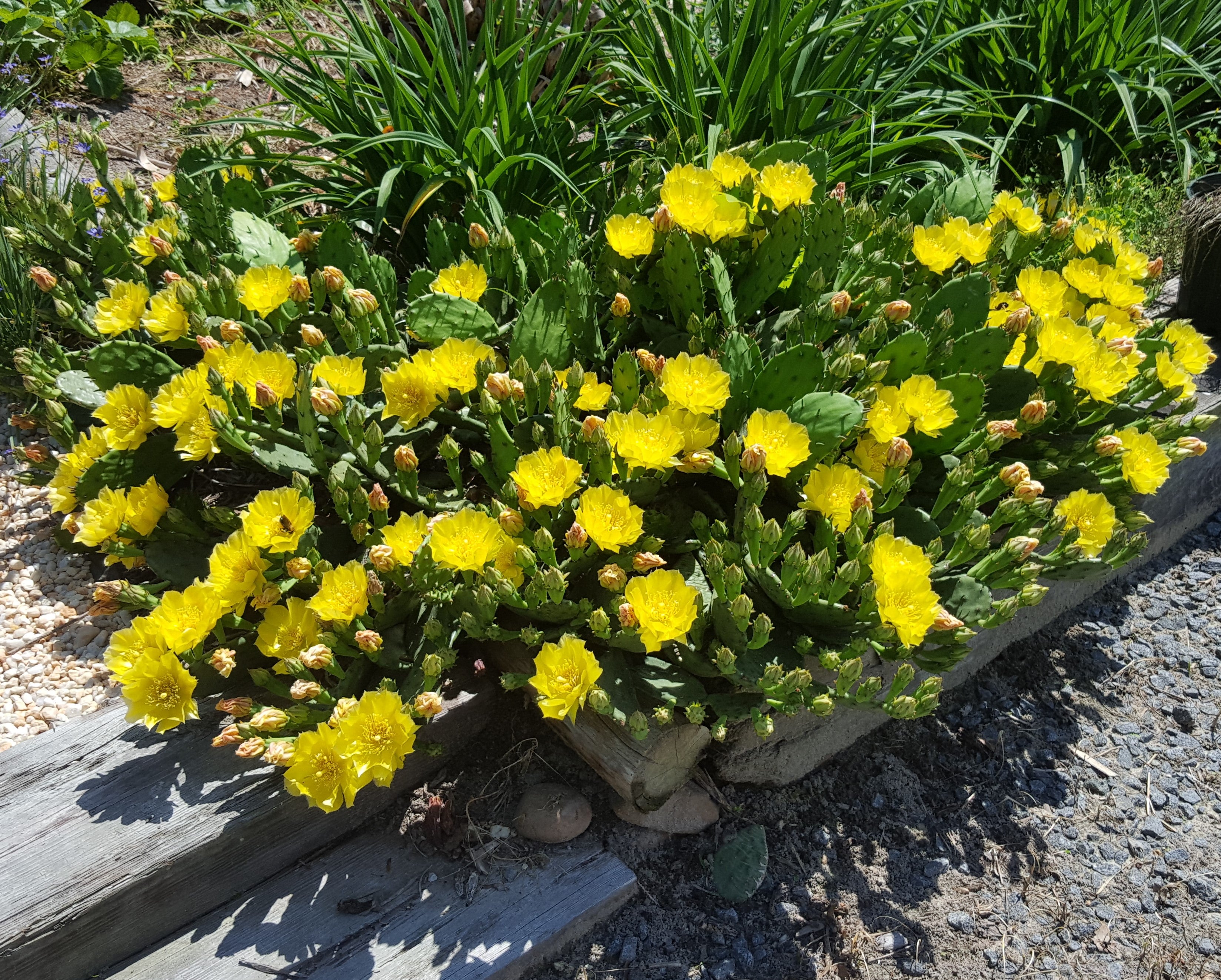 prickly pear cactus yellow flowers Eastern Prickly Pear Cactus Pads (Opuntia humifusa) – Streambank Gardens