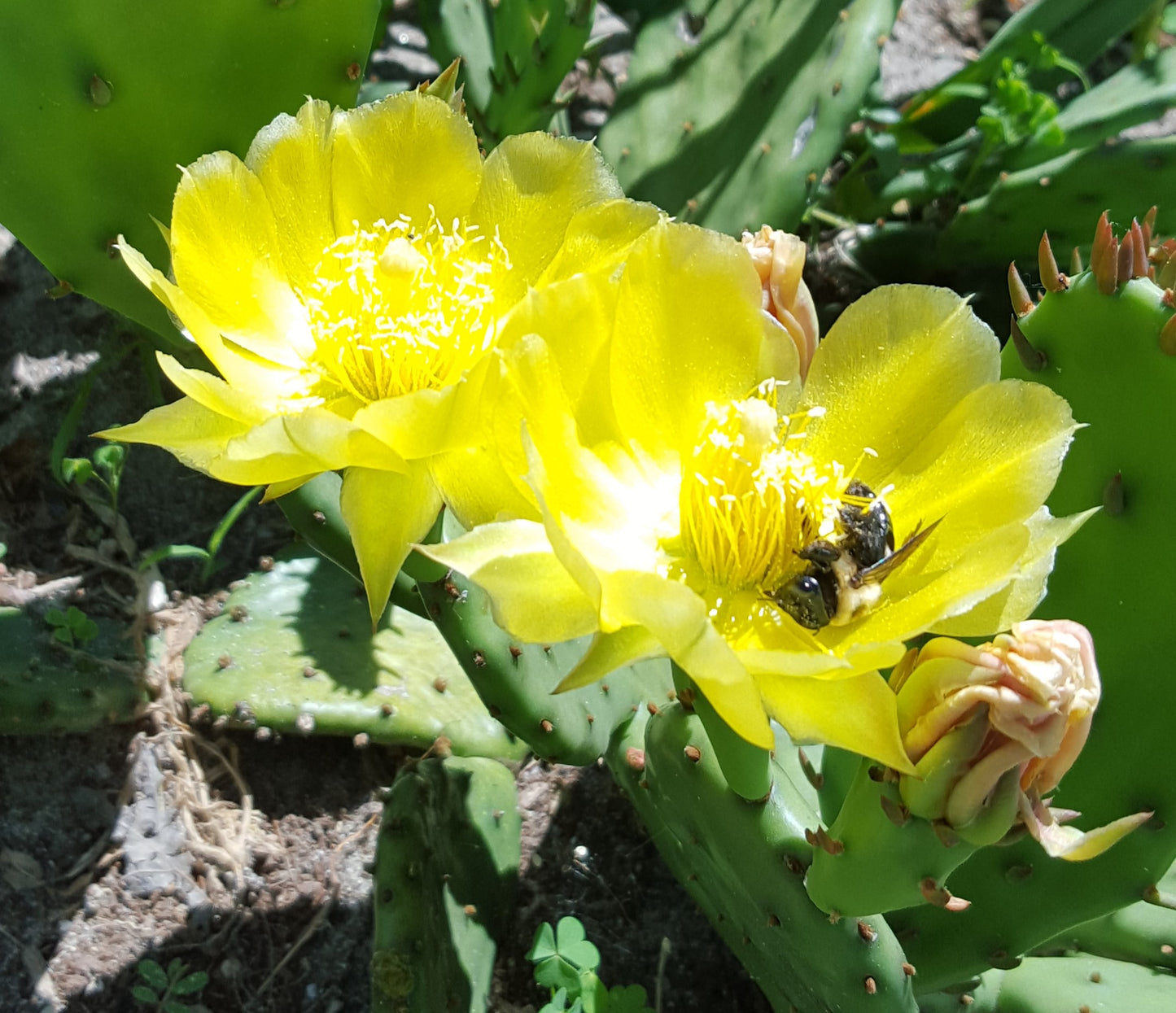 Eastern Prickly Pear Cactus Pads (Opuntia humifusa)