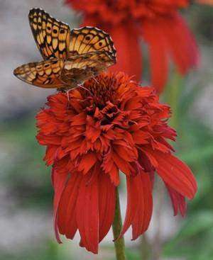 Echinacea 'Hot Papaya' PP21022 Plant - Streambank Gardens
- 2