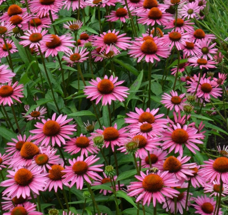 Echinacea purpurea 'Pica Bella'