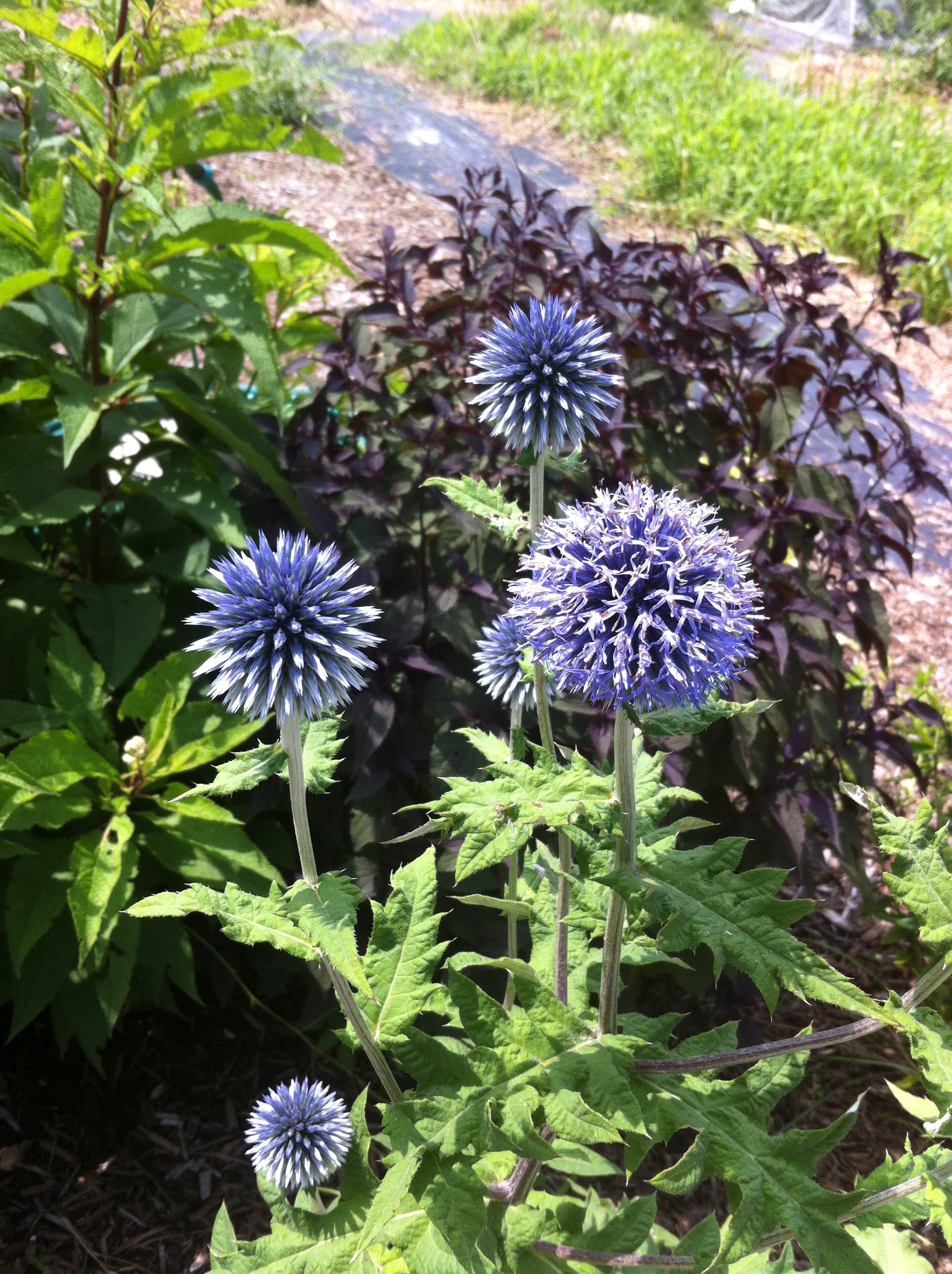 blue thistle flower seeds Echinops ritro 'Blue Globe Thistle' Plants – Streambank Gardens