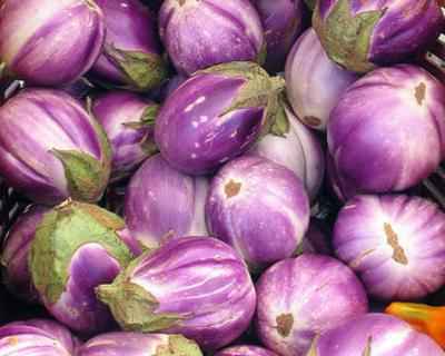 Rosa Bianca Eggplant Plants - Versatile Italian Heirloom for Your Garden